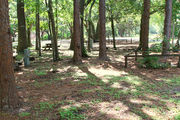 Shaded campsite with beautiful oak trees and pine trees surrounding it.