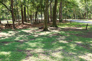 Shaded campsite with a fire ring, surrounded by beautiful oak trees and pine trees.