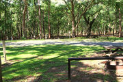 Shaded campsite with a picnic table and fire ring, next to an asphalt road and surrounded by beautiful oak trees and pine trees.