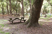 Shaded campsite with a picnic table, next to an asphalt road and surrounded by beautiful oak trees and pine trees.
