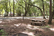 Shaded campsite with a picnic table and fire ring, next to an asphalt road and surrounded by beautiful oak trees and pine trees.