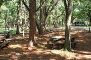 Shaded campsite with a picnic table, next to an asphalt road and surrounded by beautiful oak trees and pine trees.