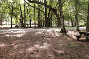 Shaded campsite with a picnic table, next to an asphalt road and surrounded by beautiful oak trees and pine trees.