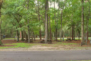 Shaded campsite with a picnic table and fire ring, next to an asphalt road and surrounded by beautiful oak trees and pine trees.