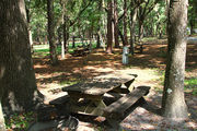 Shaded campsite with a picnic table, next to an asphalt road and surrounded by beautiful oak trees and pine trees.