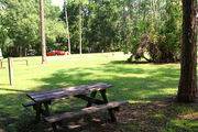 Grass filled campsite with a picnic table, sheltered by large trees.