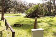 Grass filled campsite with a fire ring, surrounded by trees and shrubs.