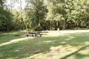 Grass filled campsite with a picnic table and fire ring, bordered by woods.