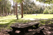 Sunny campsite with a picnic table, surrounded by trees.