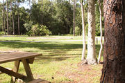 Sunny campsite with a picnic table and woodland backdrop.