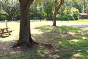 Sunny campsite in partial shade from oak tree.
