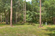 Campsite with a picnic table and fire ring, bordered by a woodland backdrop.