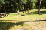 Campsite with a picnic table and fire ring, bordered by a woodland backdrop.
