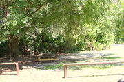 Large campsite with a picnic table and fire ring, shaded by a large oak tree.