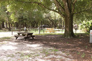Large campsite with a picnic table and large oak tree.