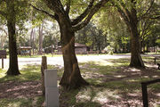 Shaded campsite with leaf covered ground.