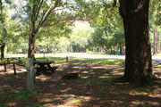 Shaded campsite with a picnic table and fire ring.
