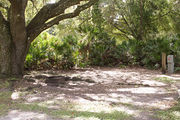 Shaded campsite with a fire ring, surrounded by trees and palmettos.