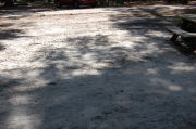 View of shaded campsite.