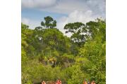 A view of visitors in three canoes paddling past the mangrove lined banks of the Estero River with large pine trees in the background under summer skies.