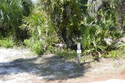 Site marker #2 in front of saw palmetto, sable palm and vines on gray ground with some grass and pine needles.