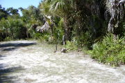 Utility posts with rocks in front and sable palms behind.