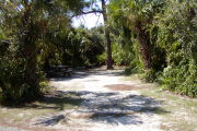 Utility posts in front of saw palmetto and sable palms