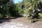 Sable palms and oak at the front with utility posts set in white ground with some grass and pine needles.
