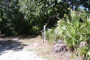 Utility posts beneath shade trees and palmetto to the right.