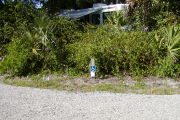 Site marker for #8 shows blue & white ADA symbol. Asphalt entrance with saw palmetto and vines between sites.