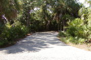 Asphalt paving from road to back of site with pine, palm and saw palmetto on edges.