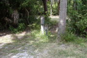 Utility posts in green grass next to palm trunk