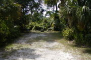 Picnic table ground grill and cloths post surrounded by pines and palms with native shrubs and vines.