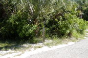 Site marker in front of palm tree and green shrubs.