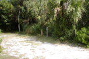 Utility posts on the right with palms, oaks and vines on gray ground with grassy edge.