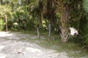 Utility posts in front of palms, grass and vines on gray soil with grassy edge.