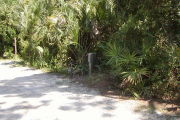 Utility posts near palmetto with gray ground in front.
