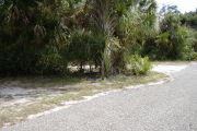 Site marker on grass with palms behind at road edge.