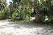 Utility posts on right next to palm on gray ground.
