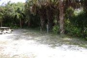 Utility posts under palms on shaded ground.