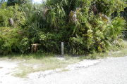 Site marker in front of green palmetto, shrubs and vines.