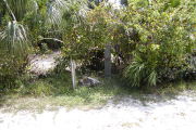 Utility posts in grassy area with native shrubs behind.