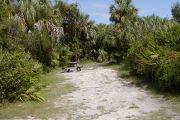 Picnic table near rear of site surrounded by palms and shrubs on gray ground.