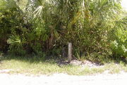 Site marker in front of green plants in the sun.