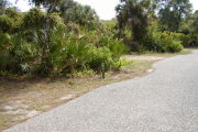 Site marker at edge of paved road in front of palmetto.