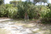 Utility posts in front of a palm tree on partly shaded gray ground.