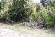Utility posts next to rocks in front of vine covered tree on sunny ground.