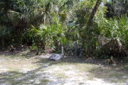 Utility posts behind rock with trees and shrubs behind.
