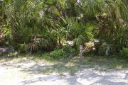 Site marker in the shade of palmetto on gray ground.