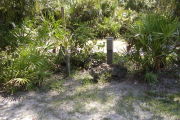 Utility posts next to rock and palmetto.